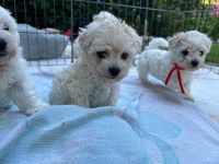 Tasha i Moli - 6 tygodni